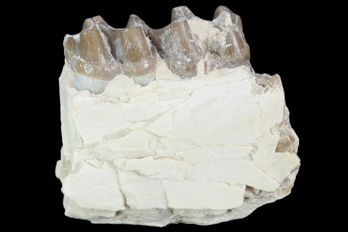 Oligocene Horse (Mesohippus) Jaw Section #101878